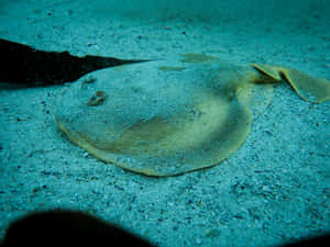 Electric Ray Camouflagedon Ocean Floor Wallpaper