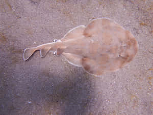 Electric Ray On Sandy Bottom.jpg Wallpaper