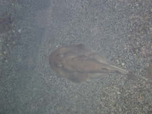Electric Ray On Seabed.jpg Wallpaper