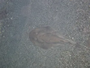 Electric Ray On Seabed.jpg Wallpaper