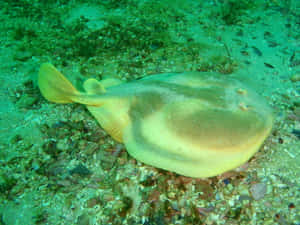 Electric Ray On Seabed.jpg Wallpaper