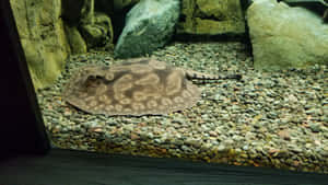 Electric Ray Restingon Aquarium Gravel Wallpaper