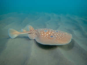 Electric Ray Sandy Seabed Wallpaper