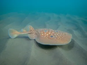 Electric Ray Sandy Seabed Wallpaper