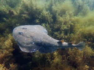 Electric Ray Underwater Scene Wallpaper