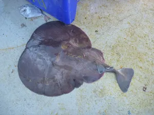 Electric Rayon Concrete Wallpaper