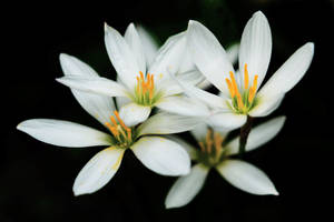 Elegance Embodied: Close-up Of A Zephyr White Lily Wallpaper