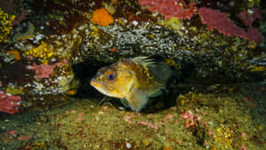 Elegance Underwater: A Quillback Rockfish In Its Natural Environment Wallpaper