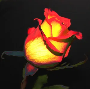 Elegant Abstract Rose Wallpaper Wallpaper