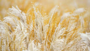 Elegant Abstract White Gold Wallpaper Wallpaper