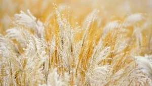 Elegant Abstract White Gold Wallpaper Wallpaper