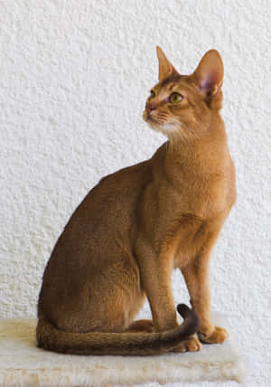 Elegant Abyssinian Cat Gazing Outside Wallpaper