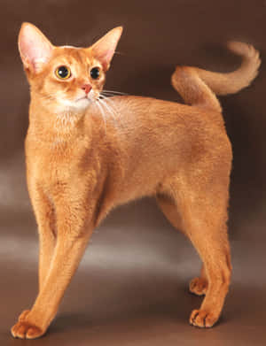 Elegant Abyssinian Cat Lounging Wallpaper