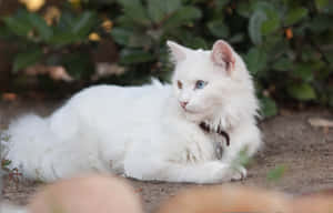 Elegant And Graceful Turkish Angora Cat Wallpaper