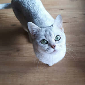 Elegant And Playful Burmilla Cat Wallpaper