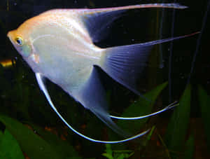 Elegant Angelfish Swimming Wallpaper