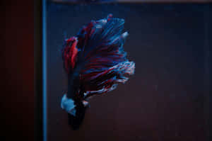 Elegant Betta Fish Swimming Wallpaper