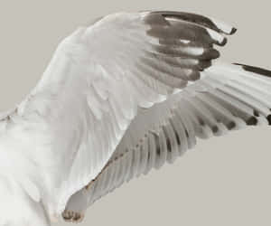 Elegant Bird Wing Spread Wallpaper