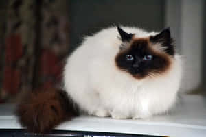 Elegant Birman Cat Gazing Into The Distance Wallpaper