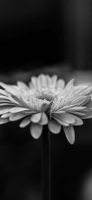 Elegant_ Black_and_ White_ Daisy.jpg Wallpaper