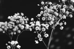 Elegant_ Black_and_ White_ Florals.jpg Wallpaper