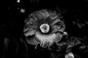 Elegant_ Black_and_ White_ Flower Wallpaper