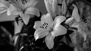 Elegant Black And White Lilies Wallpaper