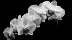 Elegant Black And White Orchid Wallpaper
