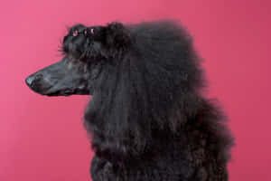 Elegant Black Poodle Pink Backdrop Wallpaper