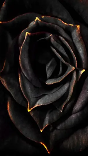 Elegant Black Rose Iphone Wallpaper