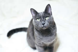 Elegant Blue Russian Cat Posing On A White Surface Wallpaper