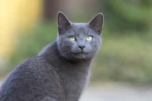 Elegant Blue Russian Cat Sitting On A Couch Wallpaper