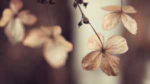 Elegant Bouquet Of Dried Flowers On Wooden Surface Wallpaper