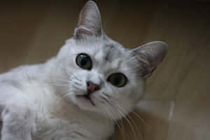 Elegant Burmilla Cat Lounging On A Chair Wallpaper