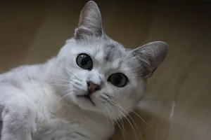 Elegant Burmilla Cat Lounging On A Chair Wallpaper