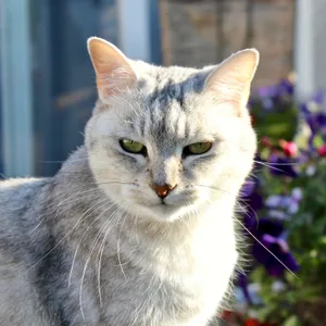 Elegant Burmilla Cat Lounging On A Soft Surface Wallpaper