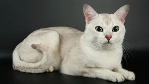 Elegant Burmilla Cat Lounging On A Soft Surface Wallpaper