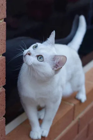 Elegant Burmilla Cat Posing On A Sofa Wallpaper