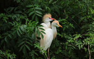 Elegant_ Cattle_ Egrets_in_ Greenery.jpg Wallpaper