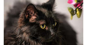 Elegant Chantilly-tiffany Cat Lounging On A Sofa Wallpaper