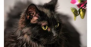 Elegant Chantilly-tiffany Cat Lounging On A Sofa Wallpaper
