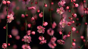 Elegant Cherry Blossomsin Bloom.jpg Wallpaper