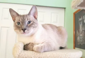 Elegant Colorpoint Shorthair Cat Lounging On Sofa Wallpaper