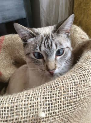 Elegant Colorpoint Shorthair Cat Relaxing In A Cozy Room Wallpaper