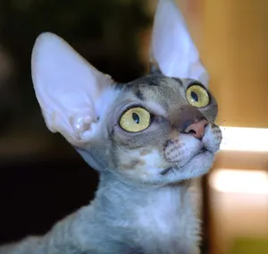 Elegant Cornish Rex Cat Posing On A Wooden Surface Wallpaper