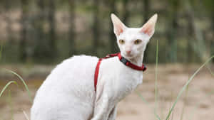 Elegant Cornish Rex Cat Relaxing On The Grass Wallpaper