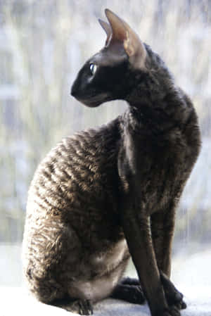 Elegant Cornish Rex Relaxing In Nature Wallpaper