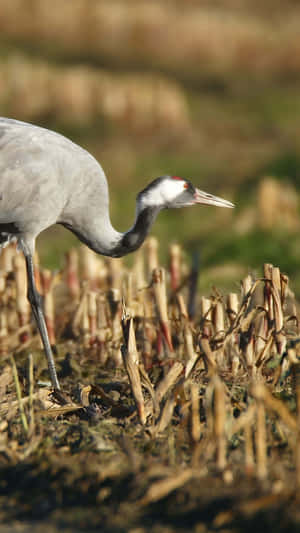 Elegant Cranein Field Wallpaper