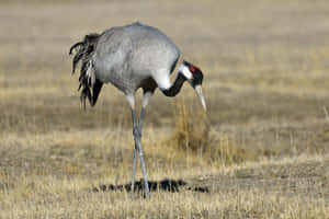 Elegant Cranein Grassland Habitat.jpg Wallpaper