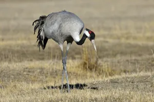 Elegant Cranein Grassland Habitat.jpg Wallpaper